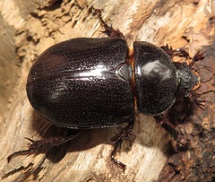 Cyphonistes