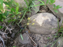 Lysimachia lanceolata