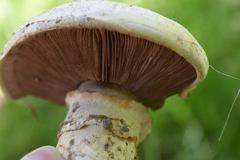 Agaricus
