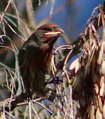 Haemorhous mexicanus