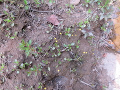 Utricularia subulata