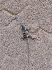 Sceloporus tristichus