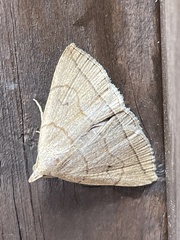 Zanclognatha subgriselda