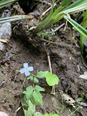 Cardamine angulata
