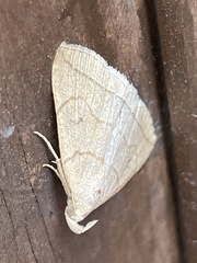 Zanclognatha subgriselda