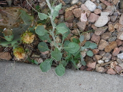 Eriogonum polycladon
