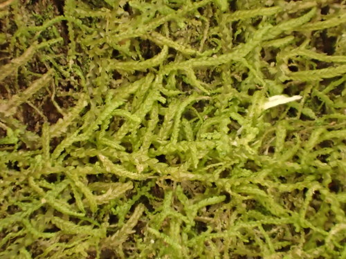 Lepidozia laevifolia