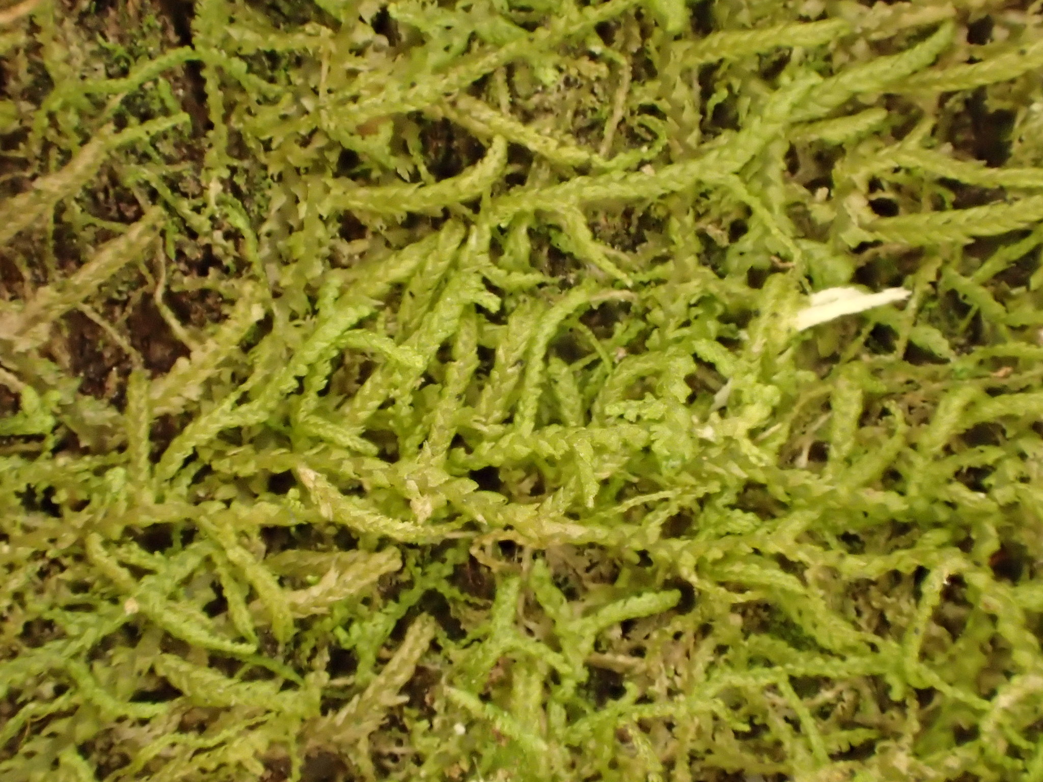 Lepidozia laevifolia