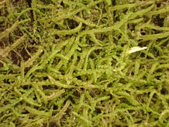 Lepidozia laevifolia