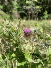 Cirsium brevistylum