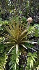 Celmisia armstrongii