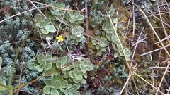 Euphrasia cockayneana