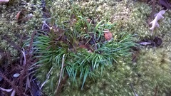 Libertia
