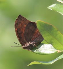 Anaea andria