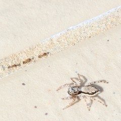 Pheidole megacephala