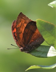 Anaea andria