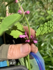 Stachys mexicana