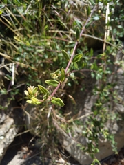 Lonicera subspicata subspicata