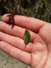 Lonicera subspicata subspicata