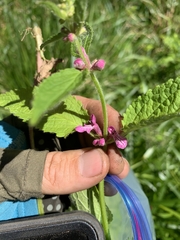 Stachys mexicana