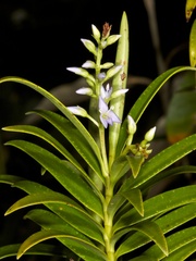 Veronica townsonii