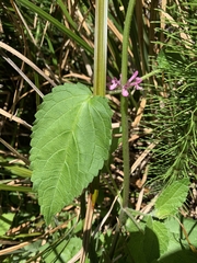 Stachys mexicana