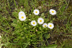 Bellis perennis
