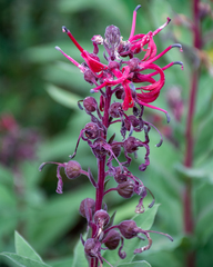 Lobelia tupa