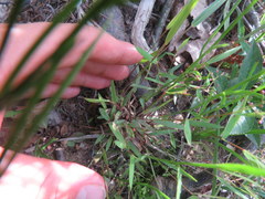 Dichanthelium microcarpon