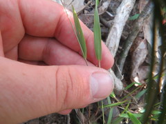 Dichanthelium microcarpon