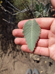 Eriodictyon traskiae