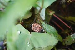 Appasus japonicus