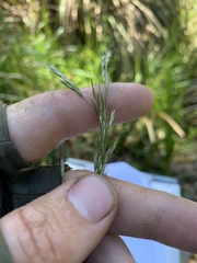 Festuca subulata