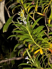 Veronica townsonii