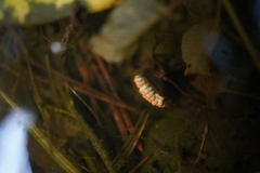 Appasus japonicus