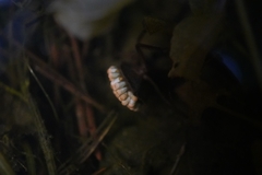 Appasus japonicus