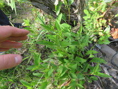 Rudbeckia heliopsidis