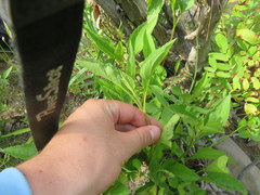 Rudbeckia heliopsidis