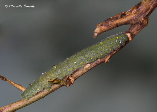 Southern Small White, photo 7 of 10