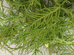 Thuidium cymbifolium