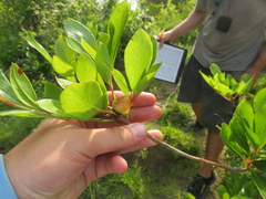 Rhododendron arborescens