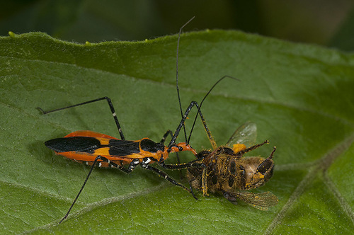 Milkweed Assassin Bug