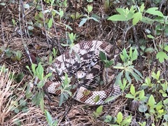 Pituophis melanoleucus melanoleucus