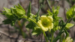 Emmenanthe penduliflora penduliflora