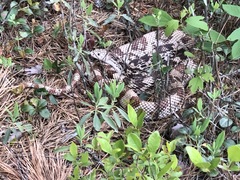 Pituophis melanoleucus melanoleucus