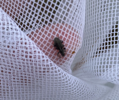 Sitona cylindricollis