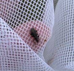 Sitona cylindricollis