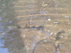 Sagittaria secundifolia