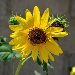 Helianthus annuus