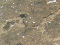 Sagittaria secundifolia